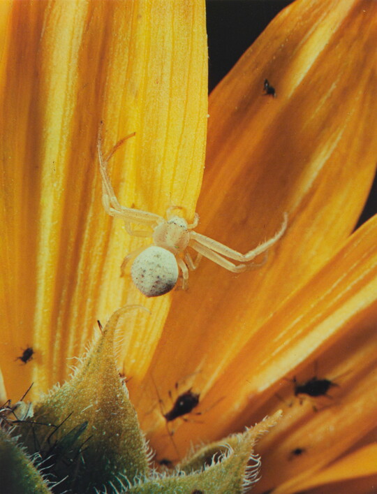 A close-up color photograph of a white spider climbing on yellow flower petals.