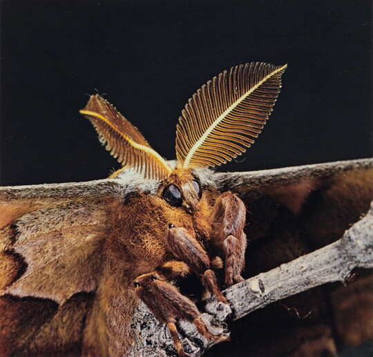 A close-up color photograph of a brown moth with fuzzy legs and leaf-shaped, comb-like antennae.