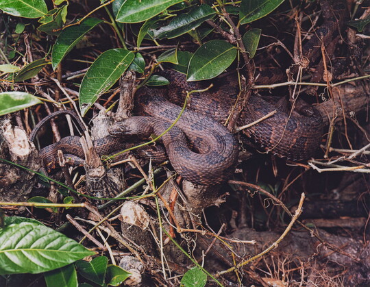 A color photograph of two snakes close together with muted brown patterns amongst leaves, sticks, and logs.