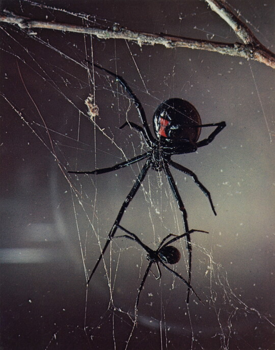 A color photograph of a large black widow showing the red hourglass on her abdomen and another a smaller black spider, both on a web.