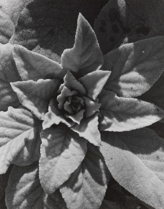 A black-and-white close-up photograph of a plant's fuzzy leaves in a rosette pattern.