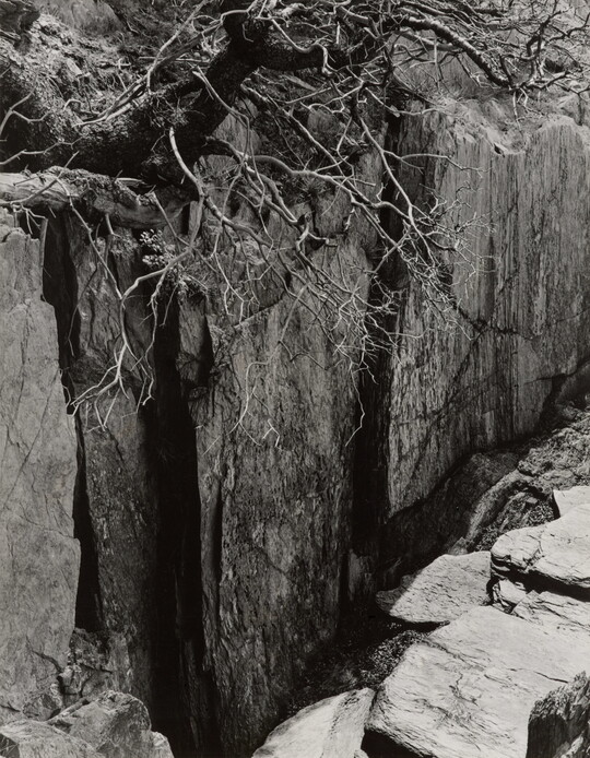 A black-and-white photograph of a rocky cliff with a large tree growing precariously over the edge.