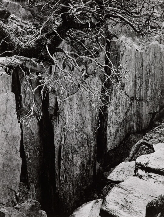 A black-and-white photograph of a rocky cliff with a large tree growing precariously over the edge.