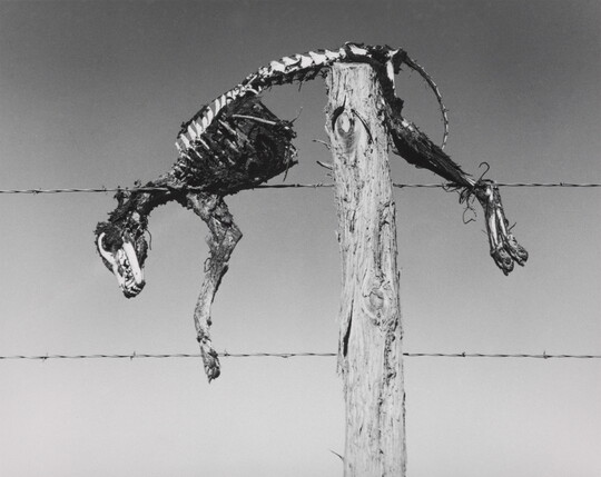 A black-and-white photograph of a coyote skeleton resting on top of a wooden fence post with barbed-wire.