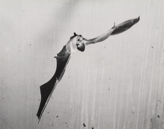 A black-and-white photograph of a bat flying in mid-air.