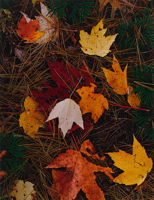 A color photograph of colorful autumn leaves on a bed of pine needles.