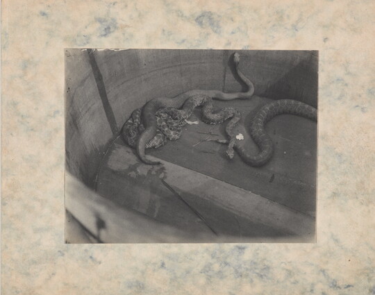 A black-and-white photograph of several rattlesnakes in a wooden barrel.