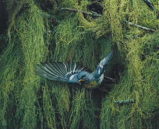 A color photograph of a blue, black, and yellow bird flying away from vegetation in the background.