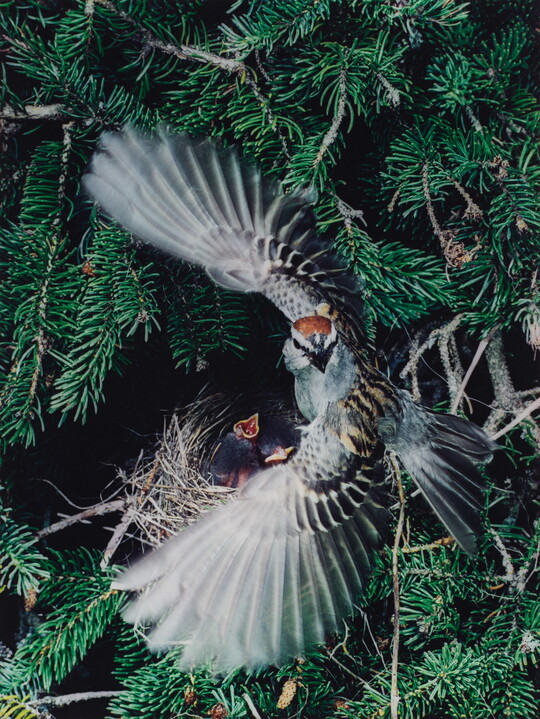 A color photograph of a gray, black, and brown bird with its wings spread around a nest with two baby birds in it.
