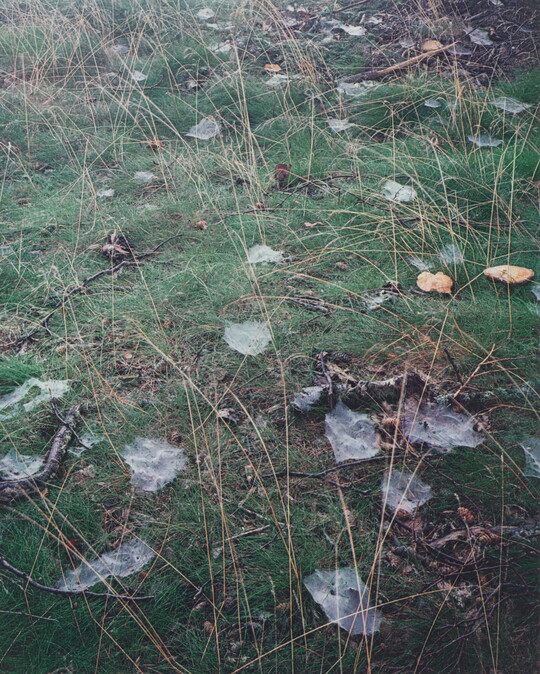 A color photograph of cobwebs scattered throughout a grassy field.