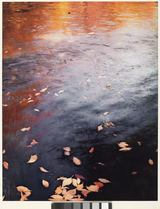 A color photograph of water reflecting autumn trees and with fall-colored leaves floating on top.