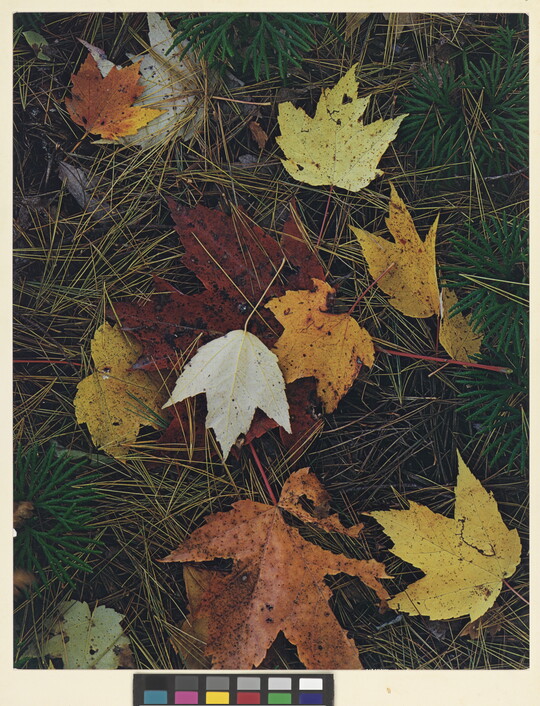 A color photograph of colorful autumn leaves on a bed of pine needles.