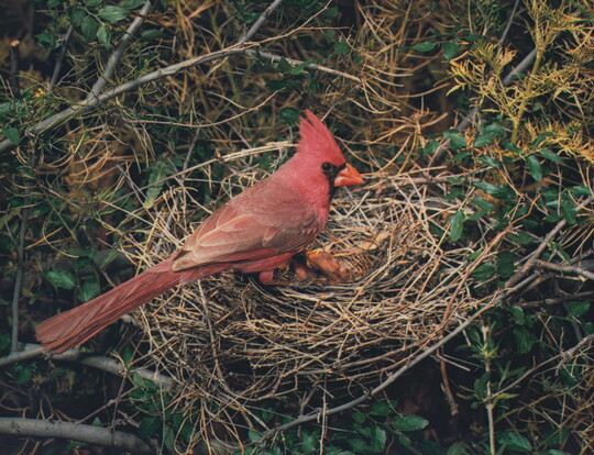 A color photograph of a red bird sitting on the edge of a nest above a baby bird.