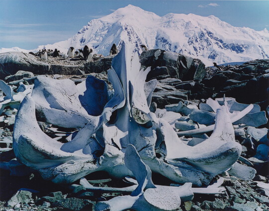 A color photograph of white whale bones on rocks and a large snowy mountain in the background.