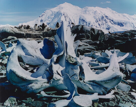 A color photograph of white whale bones on rocks and a large snowy mountain in the background.