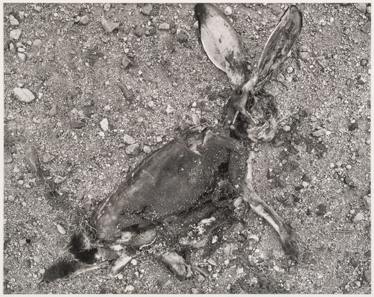 A black-and-white print of a decomposing jack rabbit on gravelly ground.