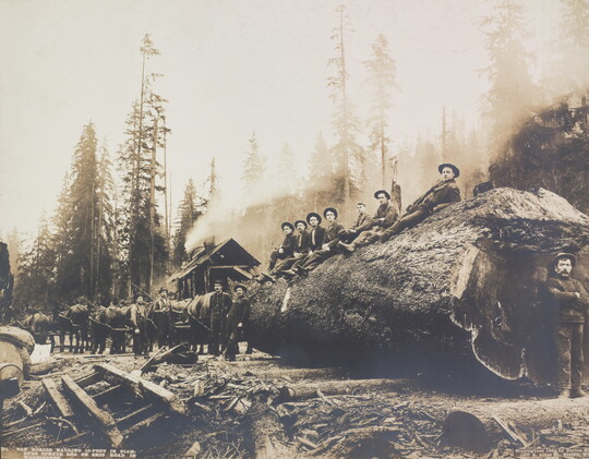 A black-and-white photograph of a group of men sitting on a huge log that is being pulled by a team of horses.