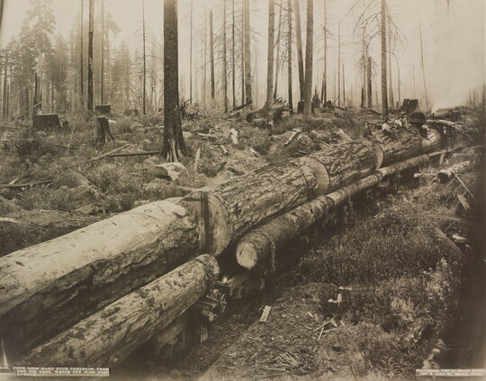 A black-and-white photograph of chopped lumber on rail cars in a forest.