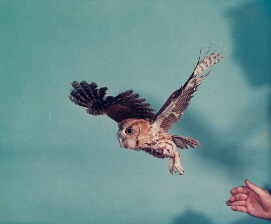 A color photograph of an owl that has just flown off the hand of a handler, seen in the lower right corner.