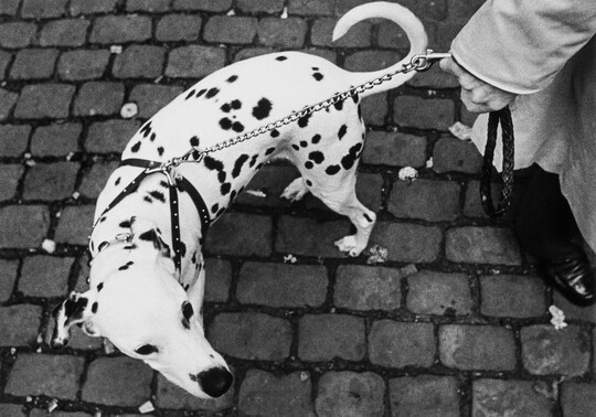A black-and-white photograph looking down at a Dalmatian on a chain leash held by the hand of a person, both standing on cobblestones.