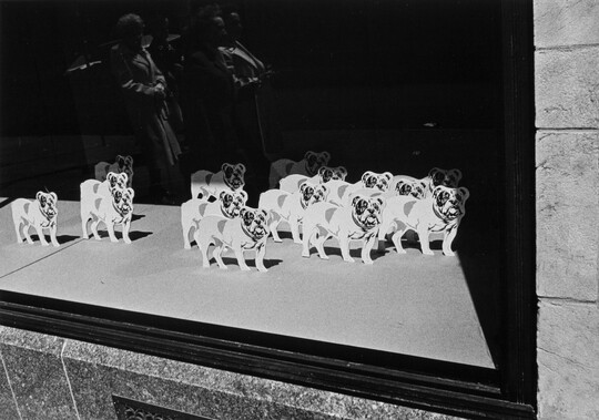 A black-and-white photograph of a window display numerous bulldog silhouettes.