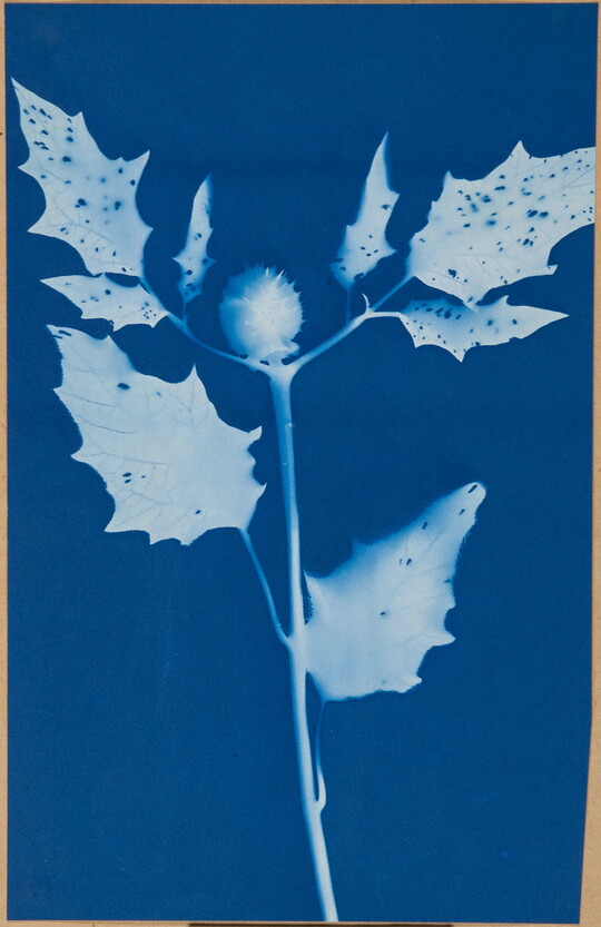 A blue-tinted photograph of the white stem, leaves, and round seed pod of a plant.