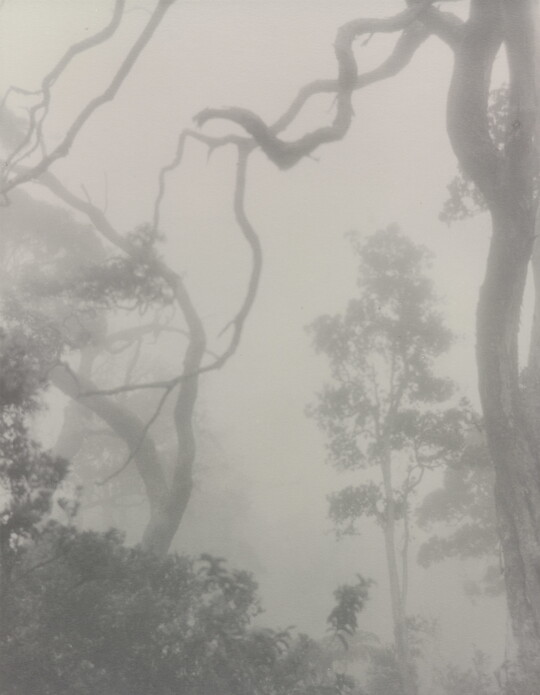 A black-and-white photograph looking up at trees and tree branches through a hazy fog.
