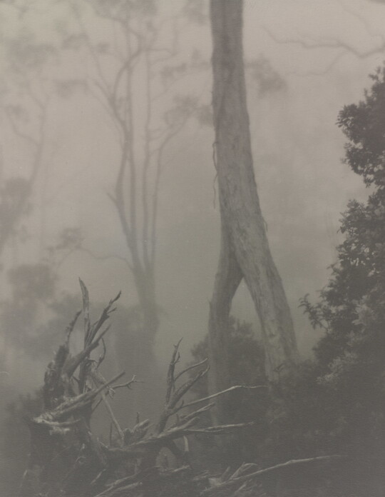 A black-and-white photograph of trees seen through a hazy fog.