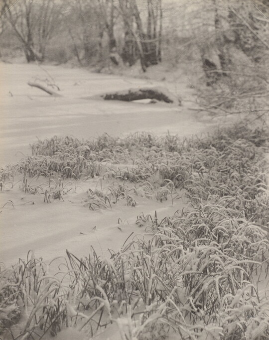 A black-and-white photograph of overgrown grass covered with snow.