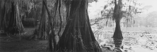A black-and-white panoramic photograph of bald cypress trees in and next to standing water.
