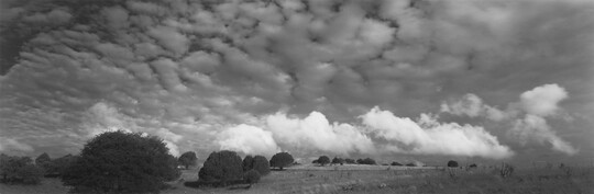 A black-and-white panoramic photograph of puffy white clouds over a field with trees.