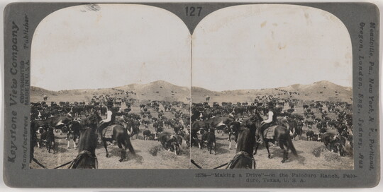 Two side-by-side, black-and-white photographs of several cowboys on their horses among a heard of cattle in a hilly field.
