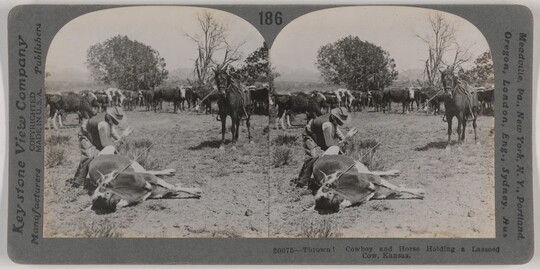 Two side-by-side, black-and-white photographs of a cowboy leaning over a roped cow on the ground as his horse stands off to the side.