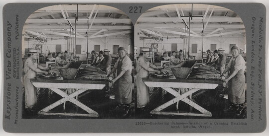 A black-and-white stereograph image of people cleaning fish at a long table with a trough running down its middle.