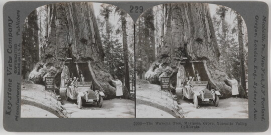 Two almost identical black-and-white photographs side by side of people in a car driving through a tunnel carved through the trunk of a large tree.