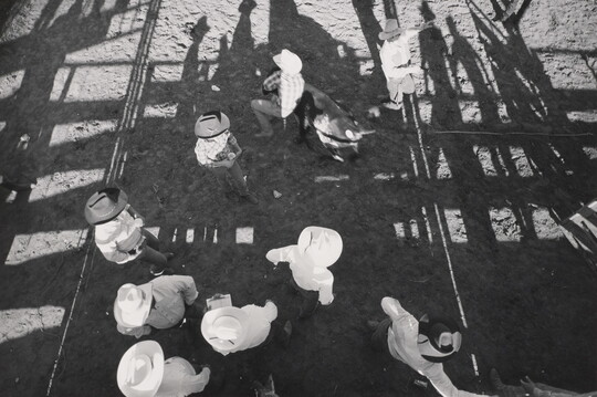 A black-and-white photograph from above of a group of people wearing cowboy hats watching one person grab a bull.