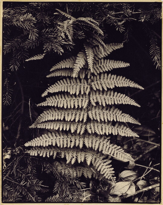 A black-and-white photograph of a fern frond in a vertical position resting against other vegetation.