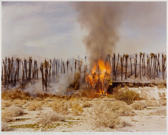 A color photograph of palm trees on fire in a desert.