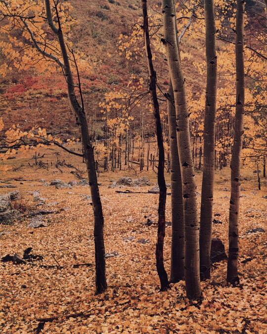 A color photograph of tall white trees with yellow leaves; the ground covered with yellow leaves.