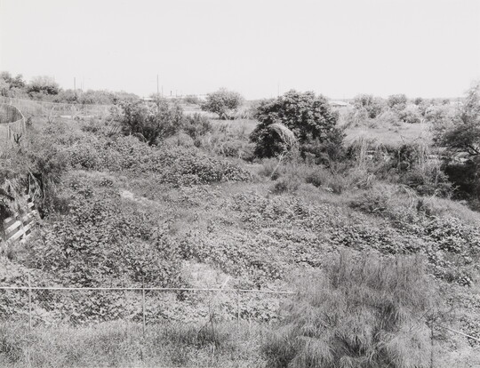 A black-and-white photograph of a landscape with scattered trees and low, scrubby foliage.