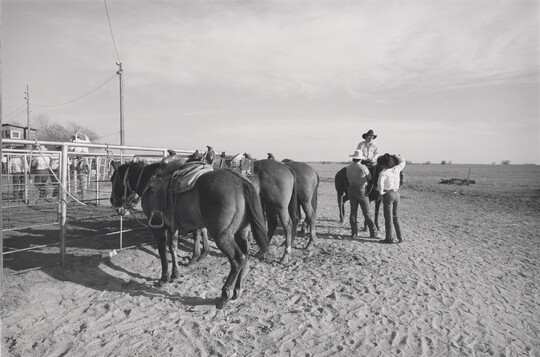 A black-and-white photograph of horses tethered to a fence in a dirt yard as two people stand next to a person on horseback in the background.
