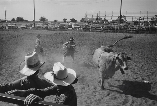 A black-and-white photograph of two rodeo clowns trying to distract a bull that is headed towards two cowboys grabbing a fence rail in the foreground.