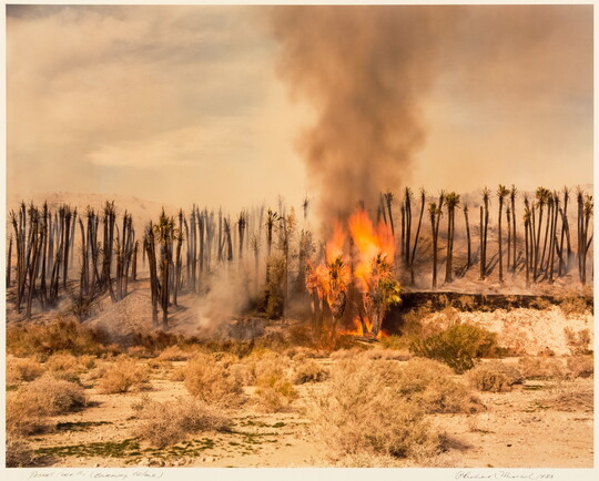 A color photograph of palm trees on fire in a desert.