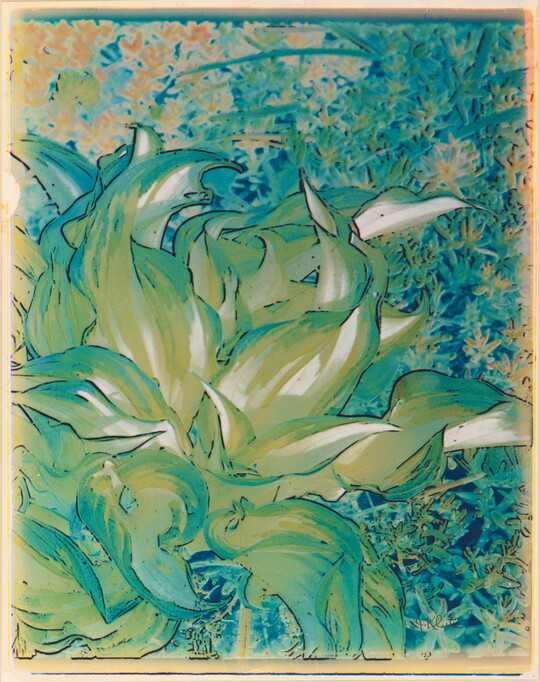 An abstract, color photograph of a plant with large leaves made with a process that gives it a painterly appearance.