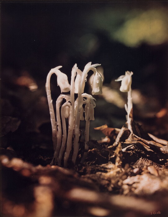 A  close-up color photograph of white flower growing out of the ground.