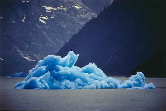 A color photograph of a blue iceberg, a bald eagle sitting on top, floating in gray water with large, steep mountains looming behind it.