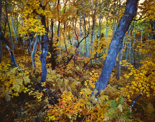 Robert Glenn Ketchum | Amon Carter Museum of American Art