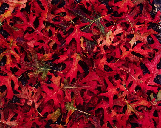 A color photograph of fallen, bright red oak leaves on the ground.