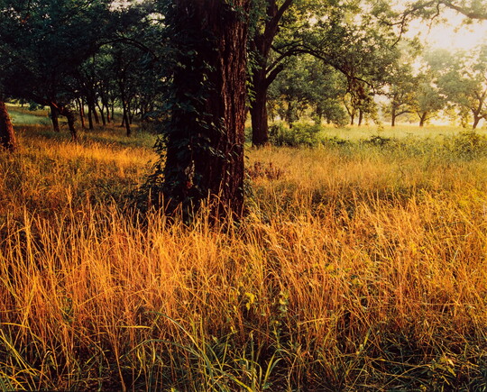 A color photograph golden grass surrounding a grove of trees.