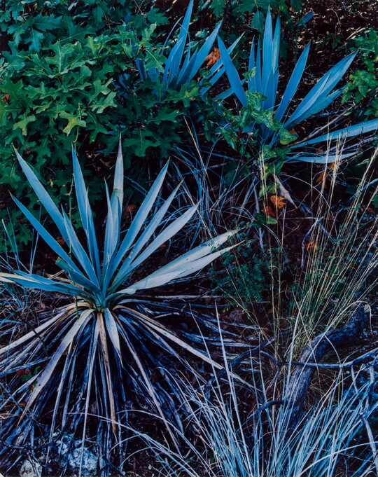 A color photograph of a stream surrounded by rocks, logs, and forest.